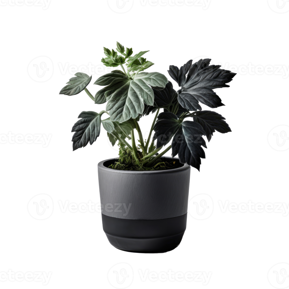 Home Plant in Pot png