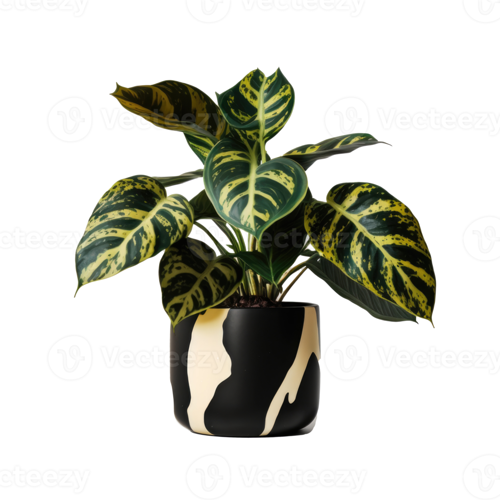 Home Plant in Pot png