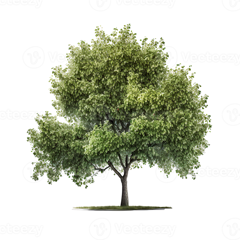 verde naturale albero isolato. png