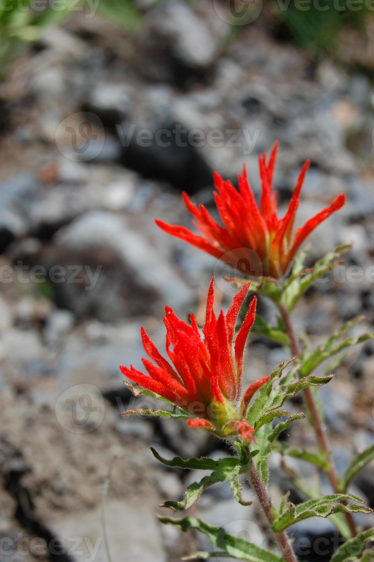 Indian Paintbrush Flower 22973021 Stock Photo at Vecteezy