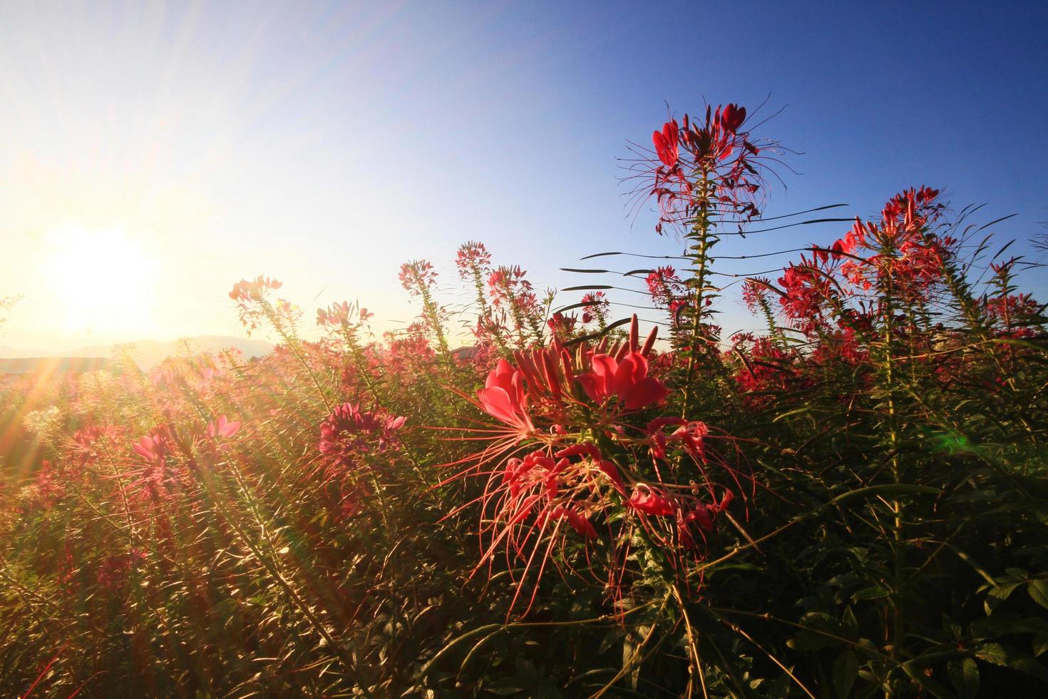 hermosa floreciente rosado Cleome spinosa linn o araña flores campo en natural luz de sol. foto