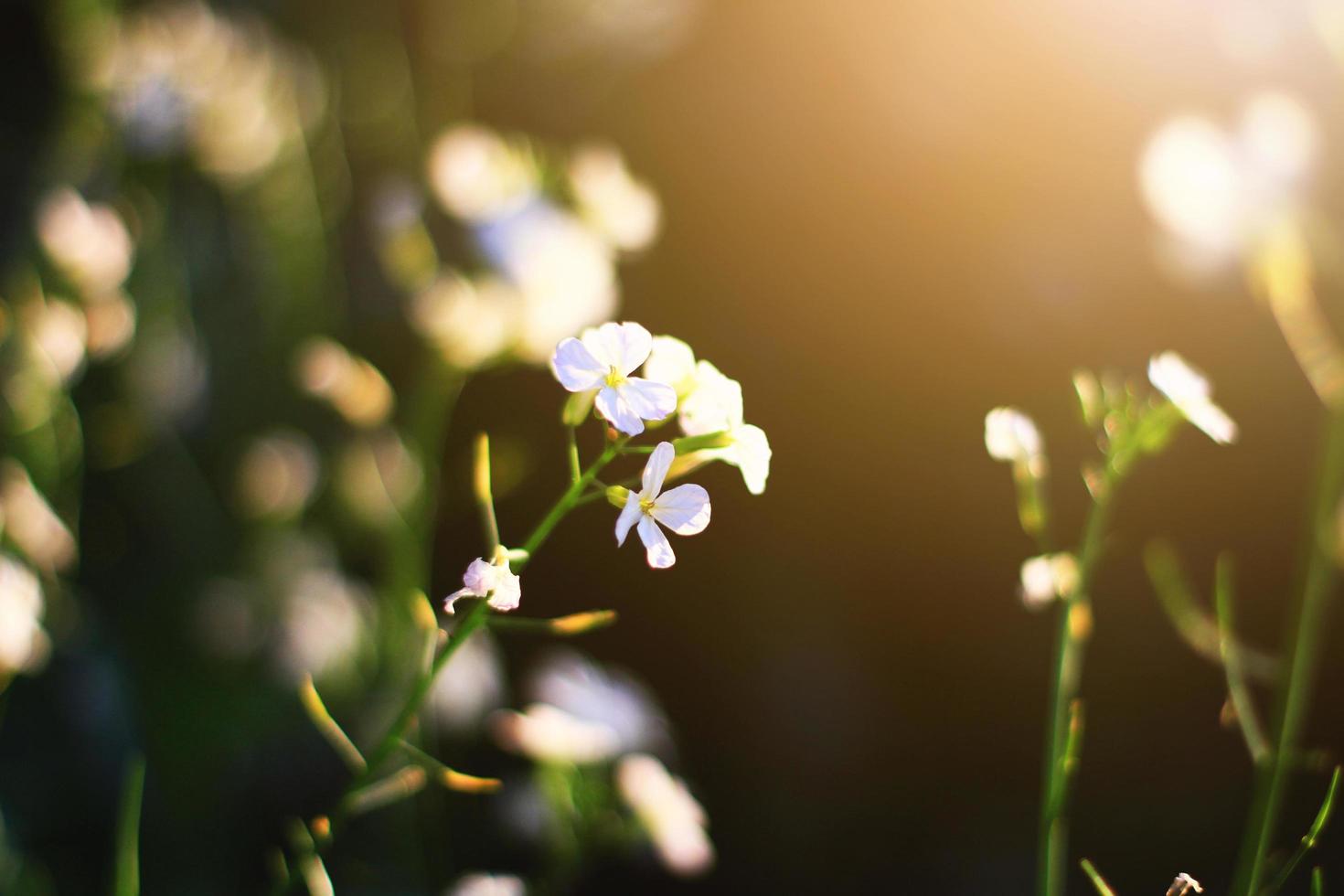 Beautiful bloming white wild flowers fields in springtime and natural sunlight shining on mountain. photo