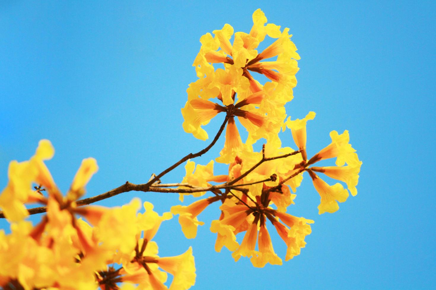 Blossom Dwarf Golden Trumpe flowers with blue sky. Tabebuia chrysotricha flowers photo