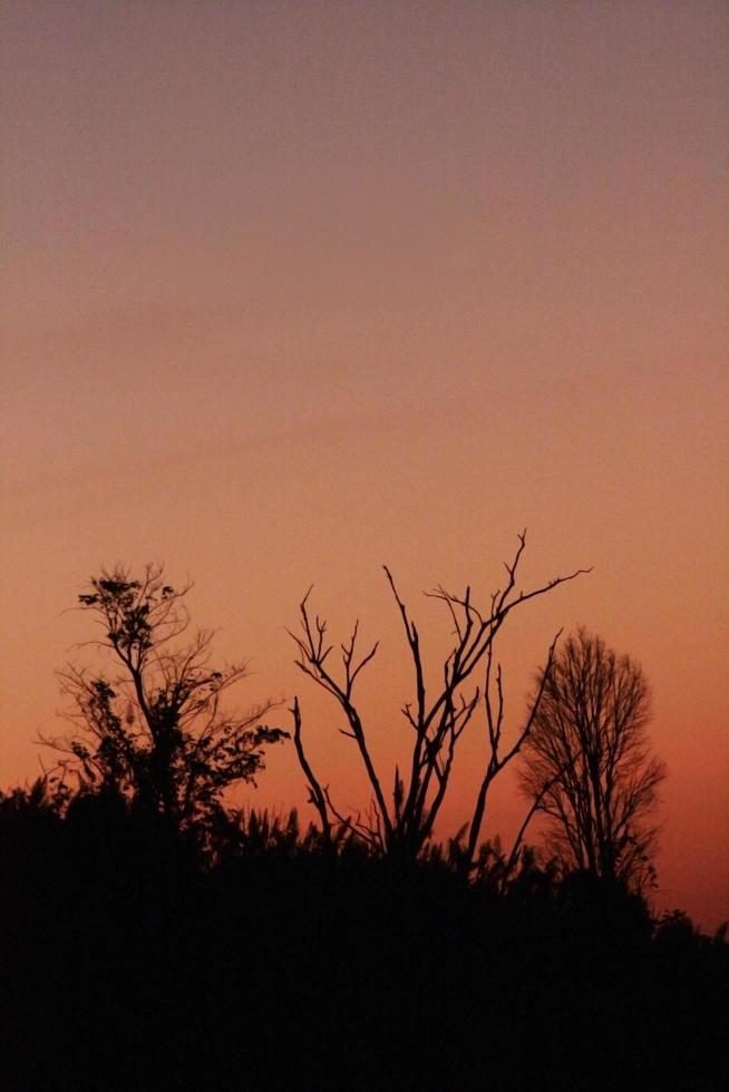 silueta muerto arboles morir en el oscuro de puesta de sol y de miedo y sombrío. haloween concepto. foto