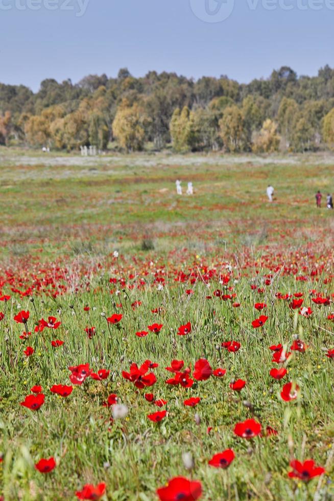 Wild red anemone flowers bloom among the green grass in the meadow. Gorgeous spring blooming landscape in the reserve of the national park. Southern Israel. photo