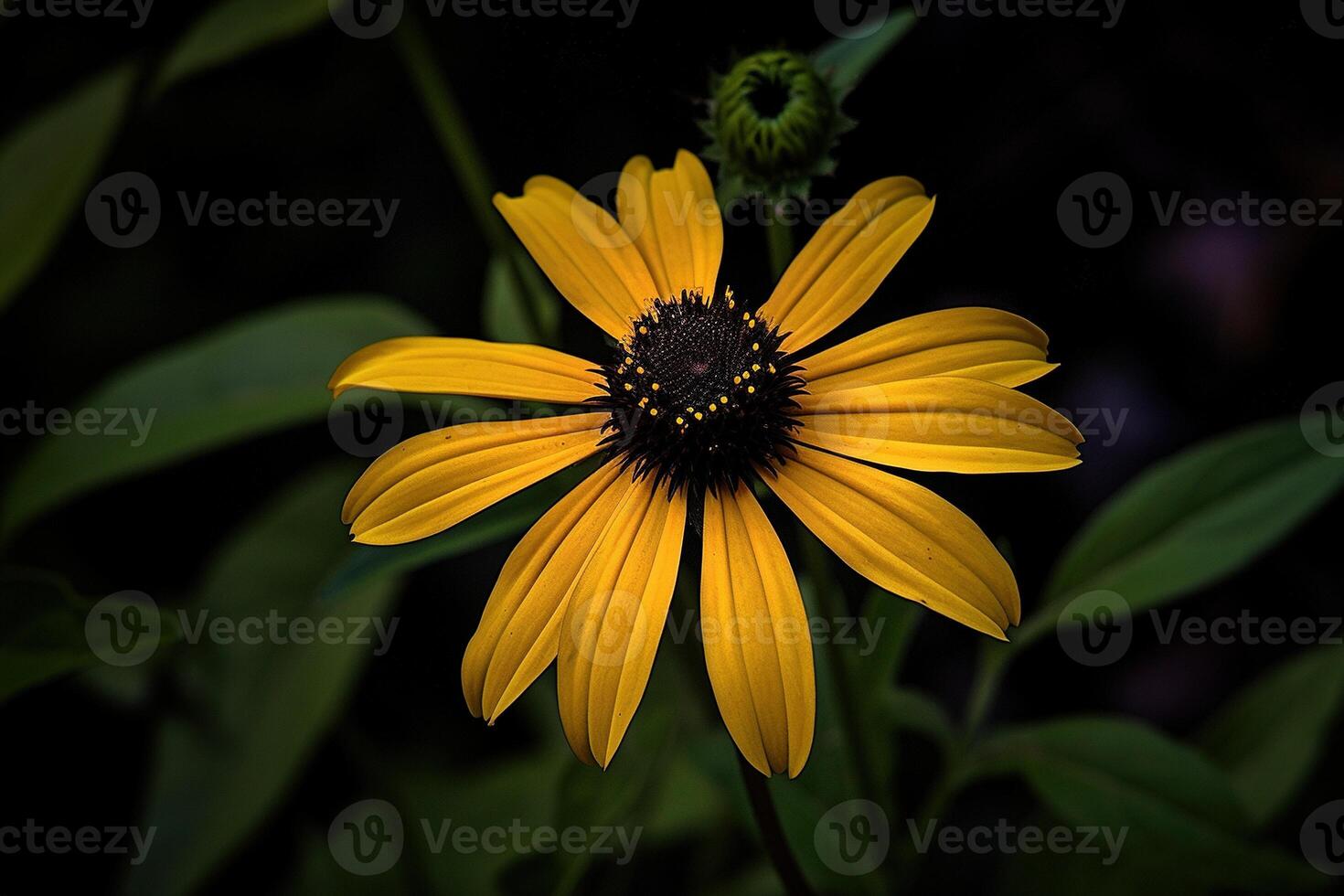 soltero floreciente amarillo ojos negro Susan en oscuro exposición en vástago en contra natural bokeh suelo antecedentes. ai generativo foto