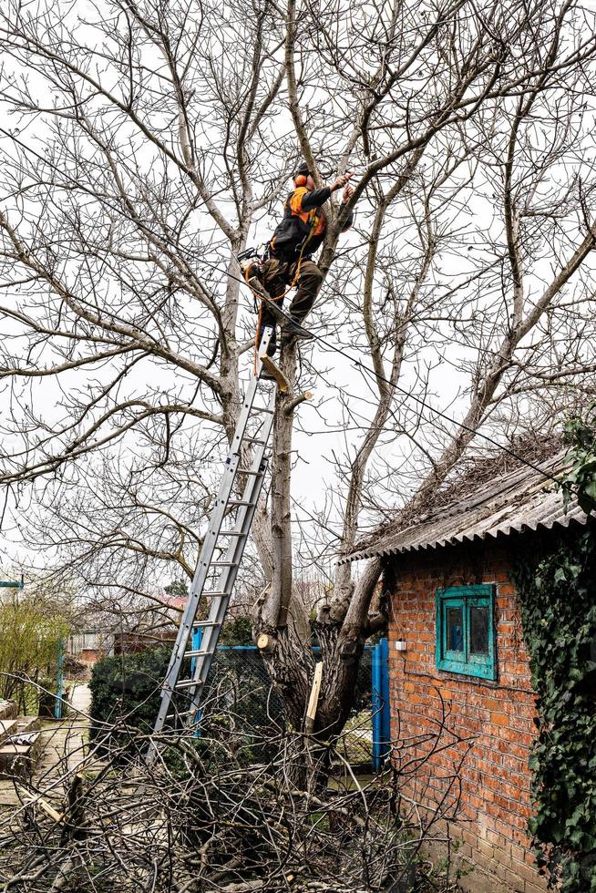 arborist saws branches of old tree at backyard photo