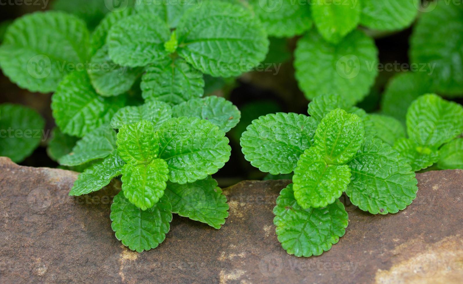 Episcia Plant with Green Leaf in The Garden photo