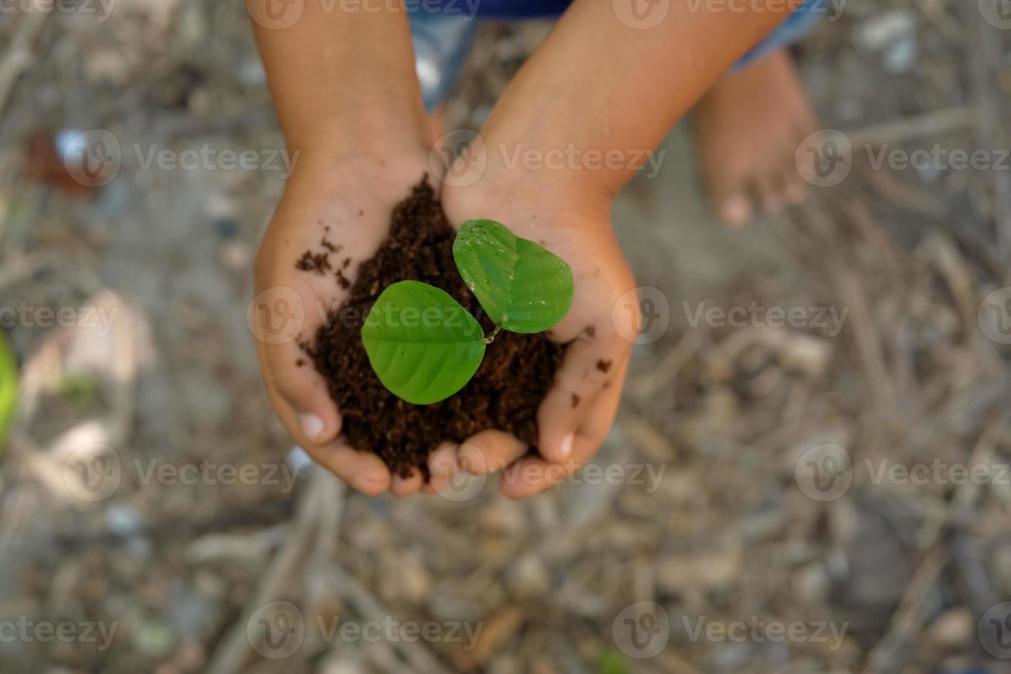 Child holding young seedling plant in hand for planting in soil. Earth day concept photo