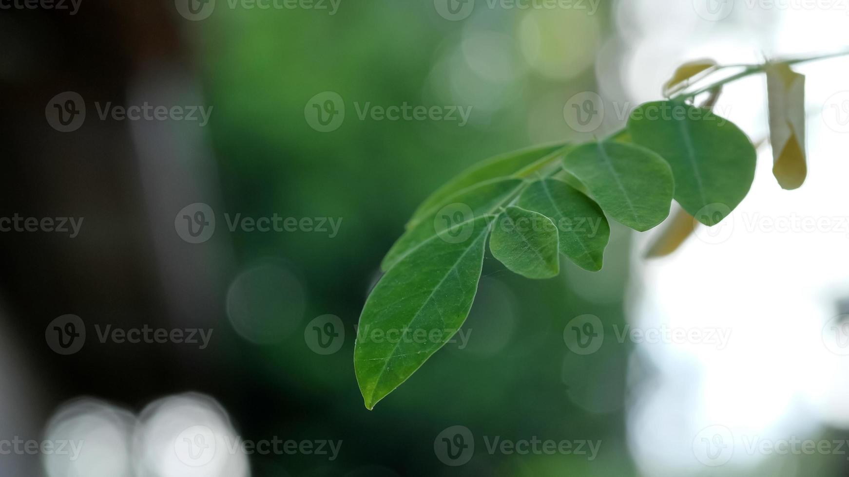 Medicinal plants Moringa Oleifera leaves, space for text, copy space photo