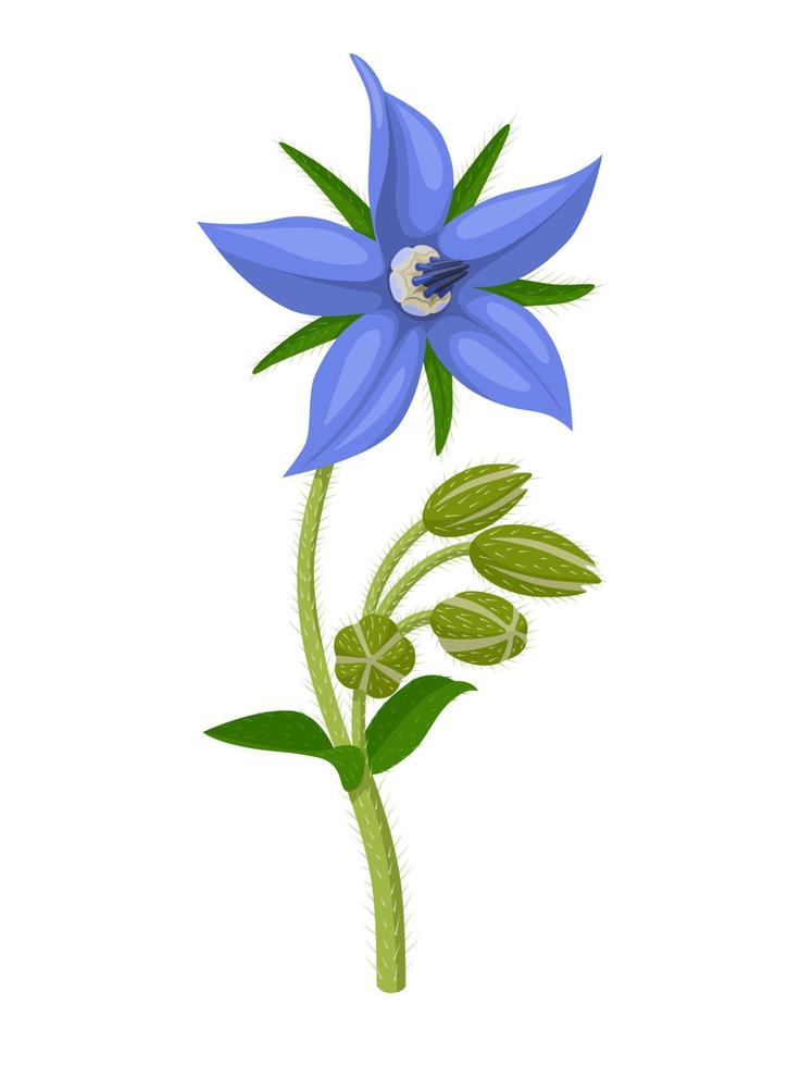 Vector illustration, Borage also known as star flower, isolated on white background.