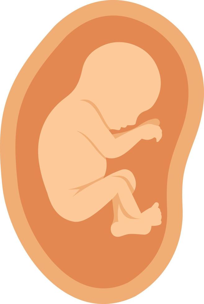 An Unborn Baby In A Womb vector