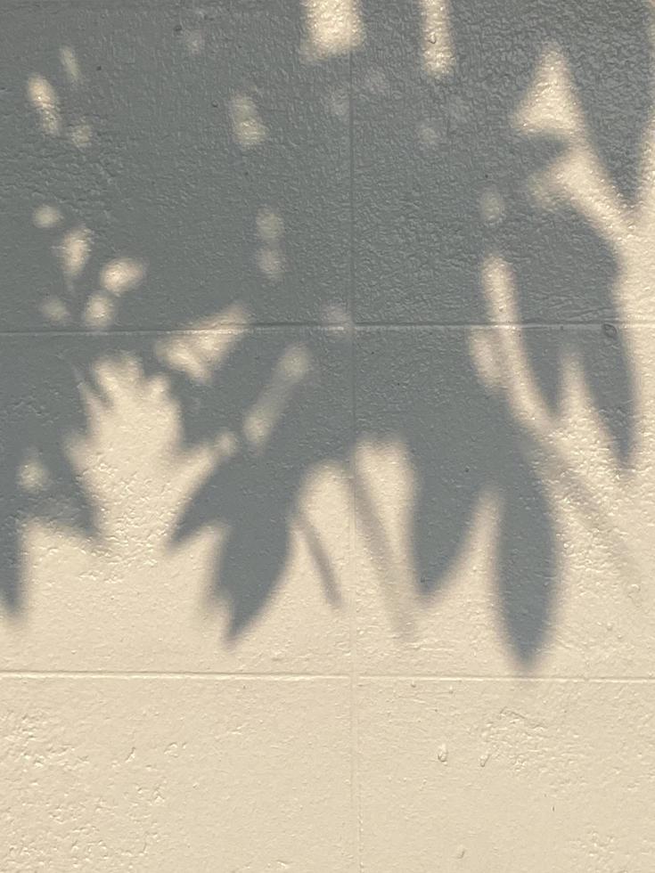 Leaves shadow background on concrete wall texture, leaves tree branches shade with sunlight photo