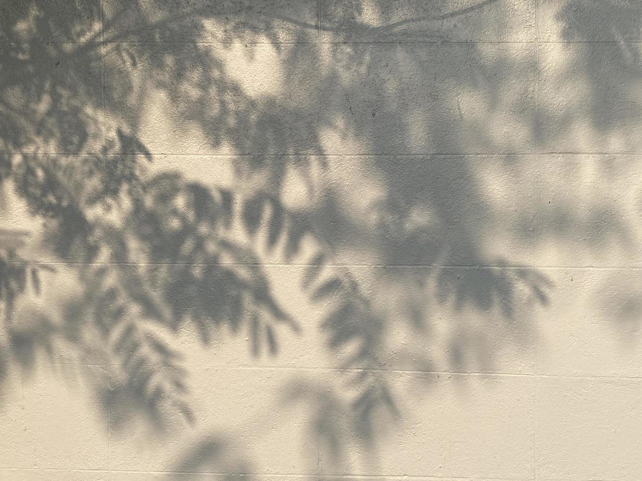 Leaves shadow background on concrete wall texture, leaves tree branches shade with sunlight photo