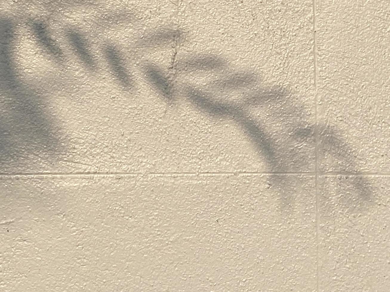 Leaves shadow background on concrete wall texture, leaves tree branches shade with sunlight photo