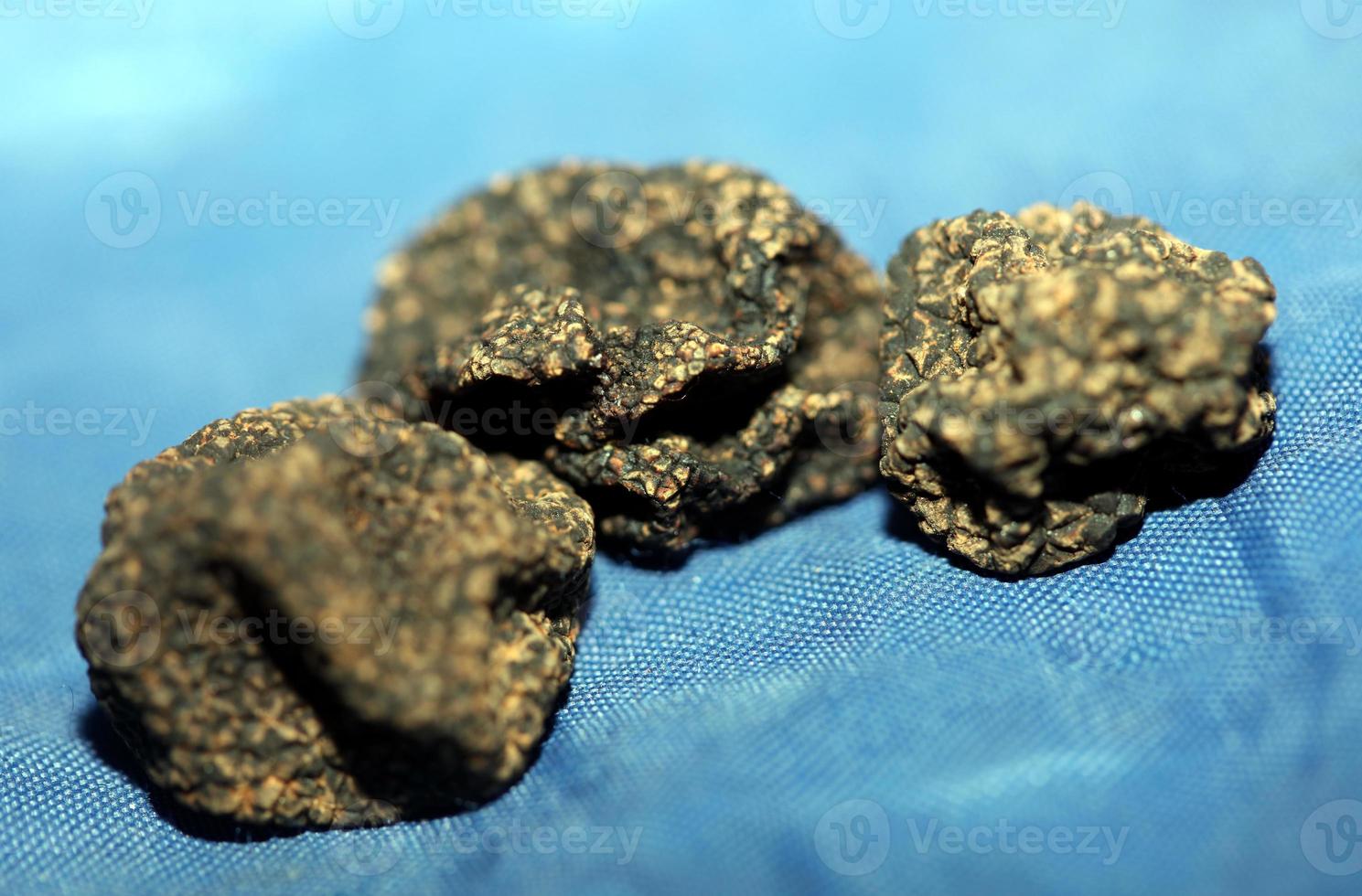 Wild fresh black winter truffle mushrooms close up background big size tuber instant print botanical stock photography photo