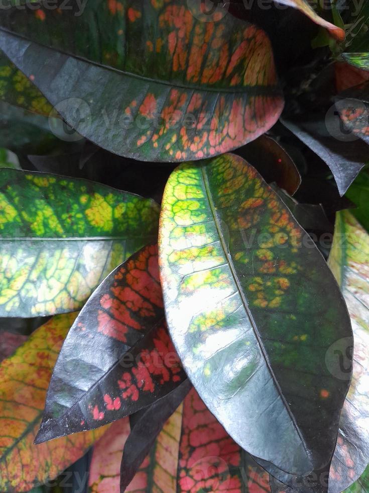 Croton. Croton leaves. Houseplant Croton. Floral background for a postcard photo