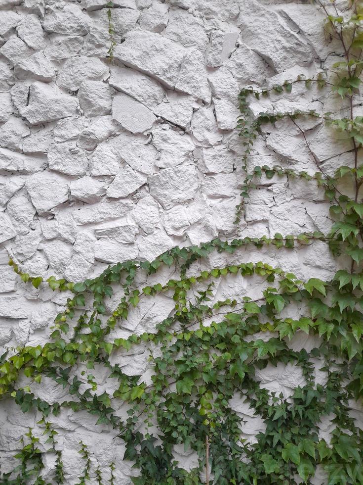 Stone wall with climbing plants. Vintage background photo