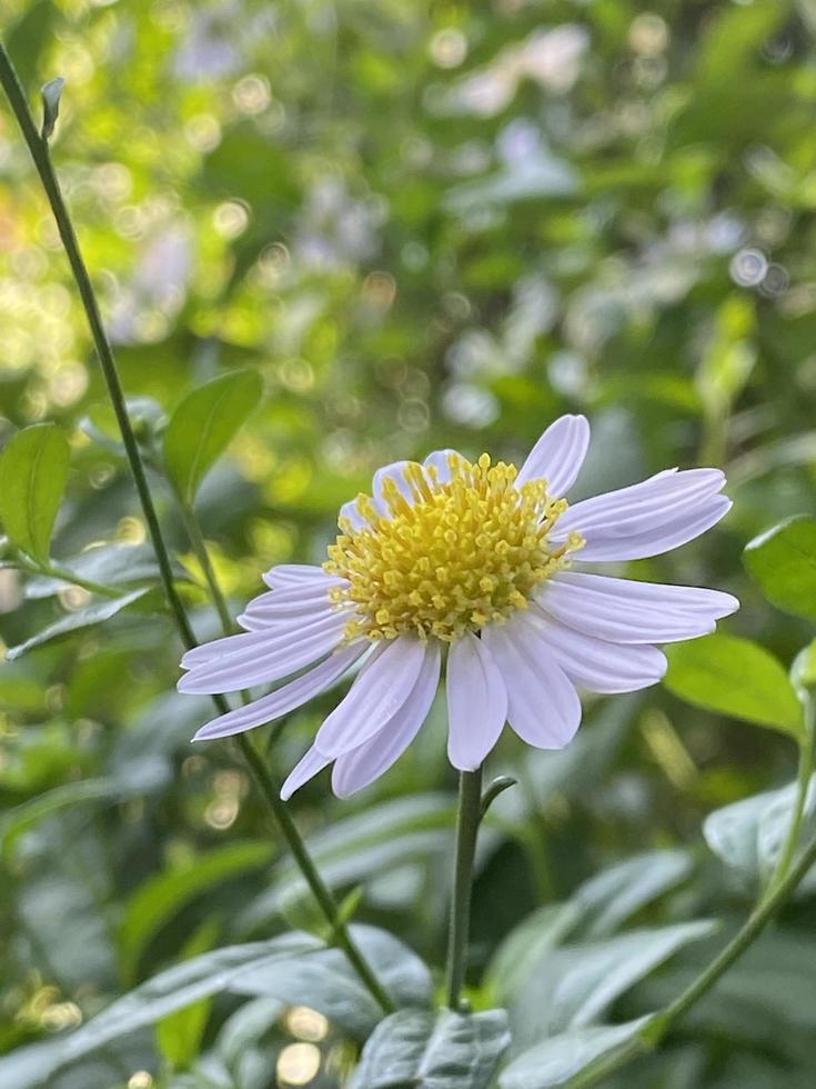 Beautiful daisy flower in the garden photo