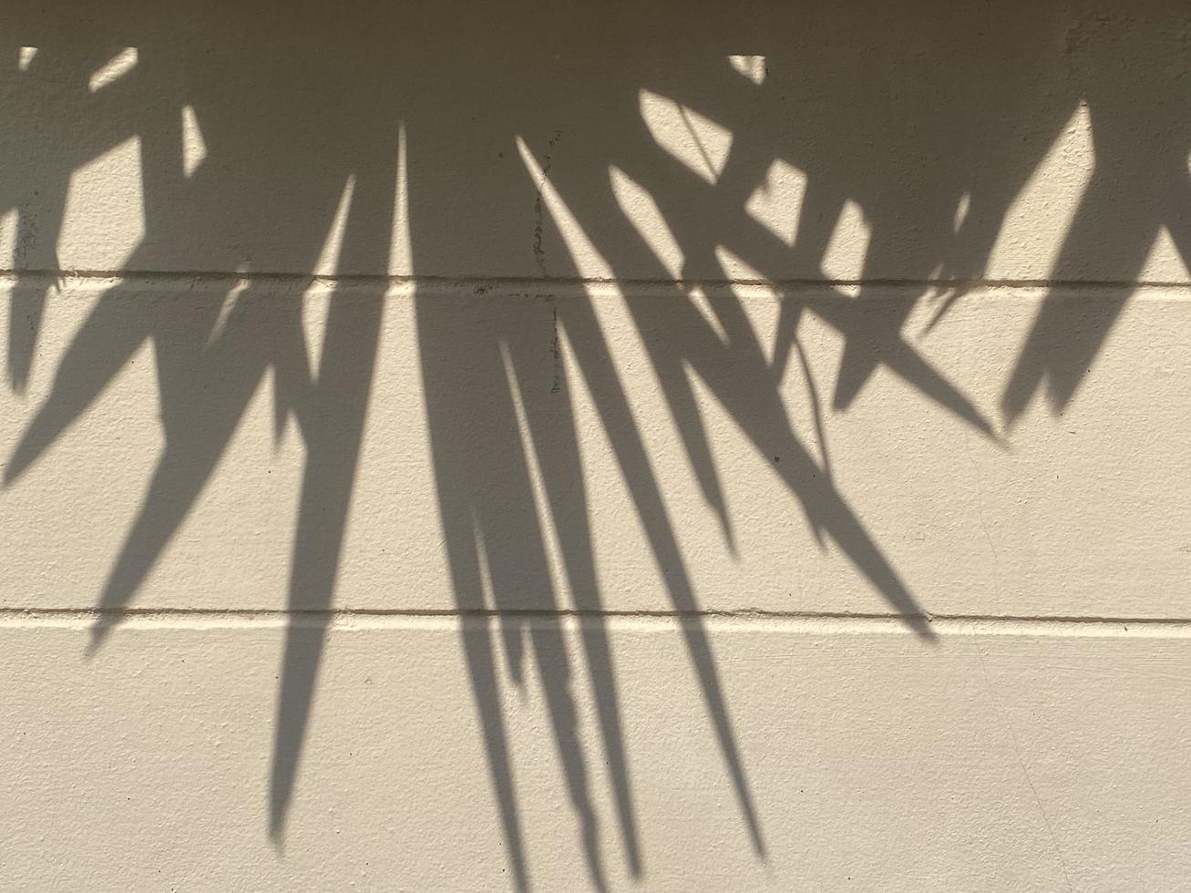 Leaves shadow background on concrete wall texture, leaves tree branches shade with sunlight photo