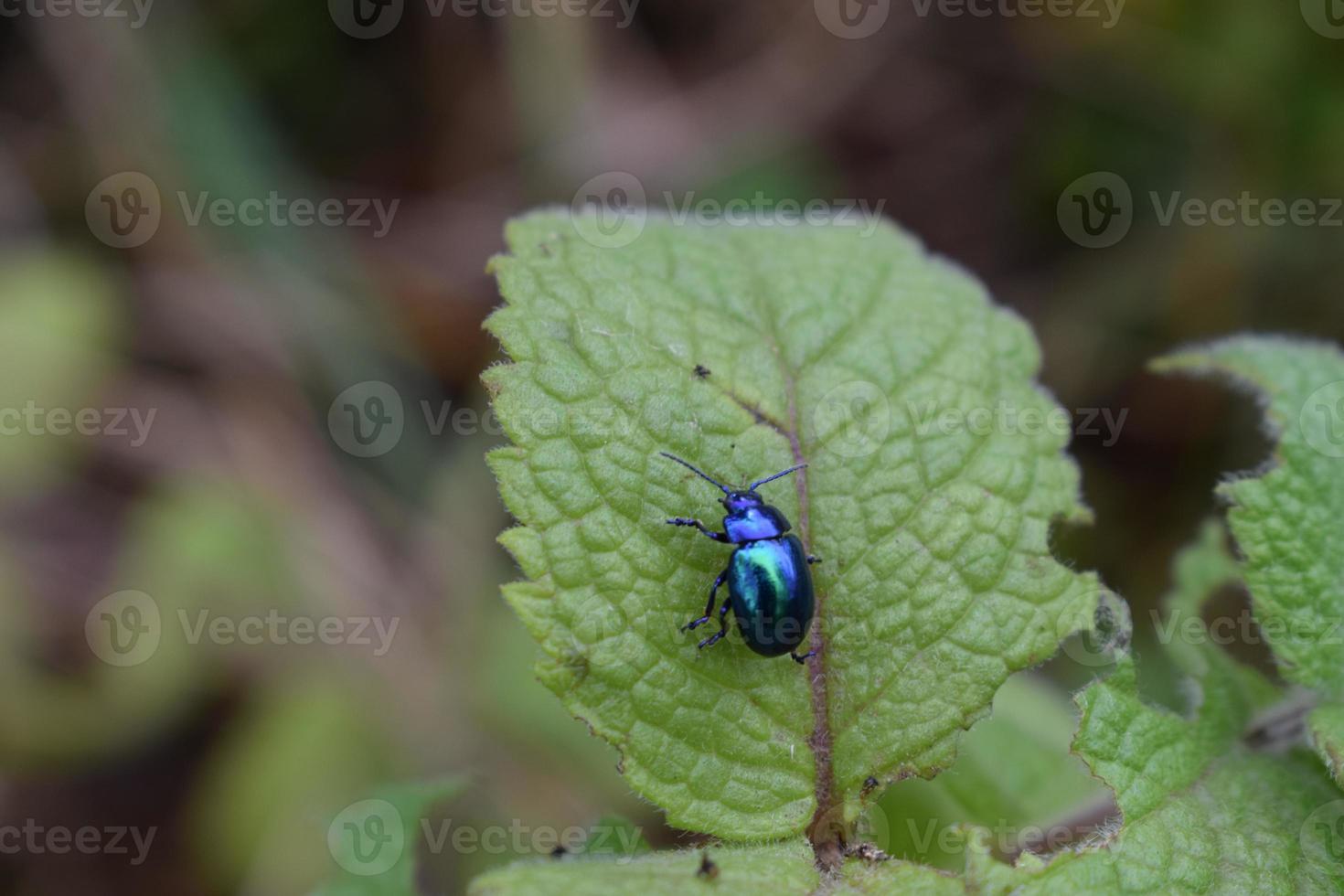 Blue to Green Bug on a Mint Leaf photo