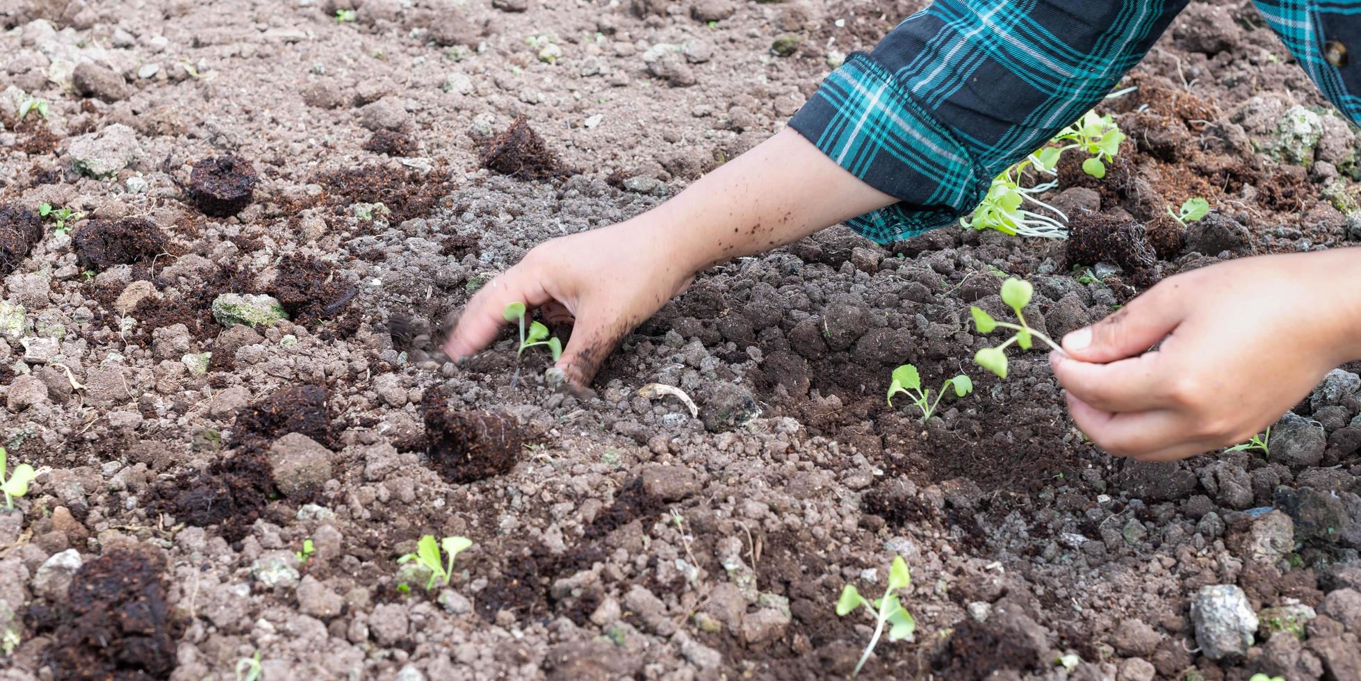 de cerca granjero hembra mano plantando brote con el verde lechuga en fértil suelo. foto