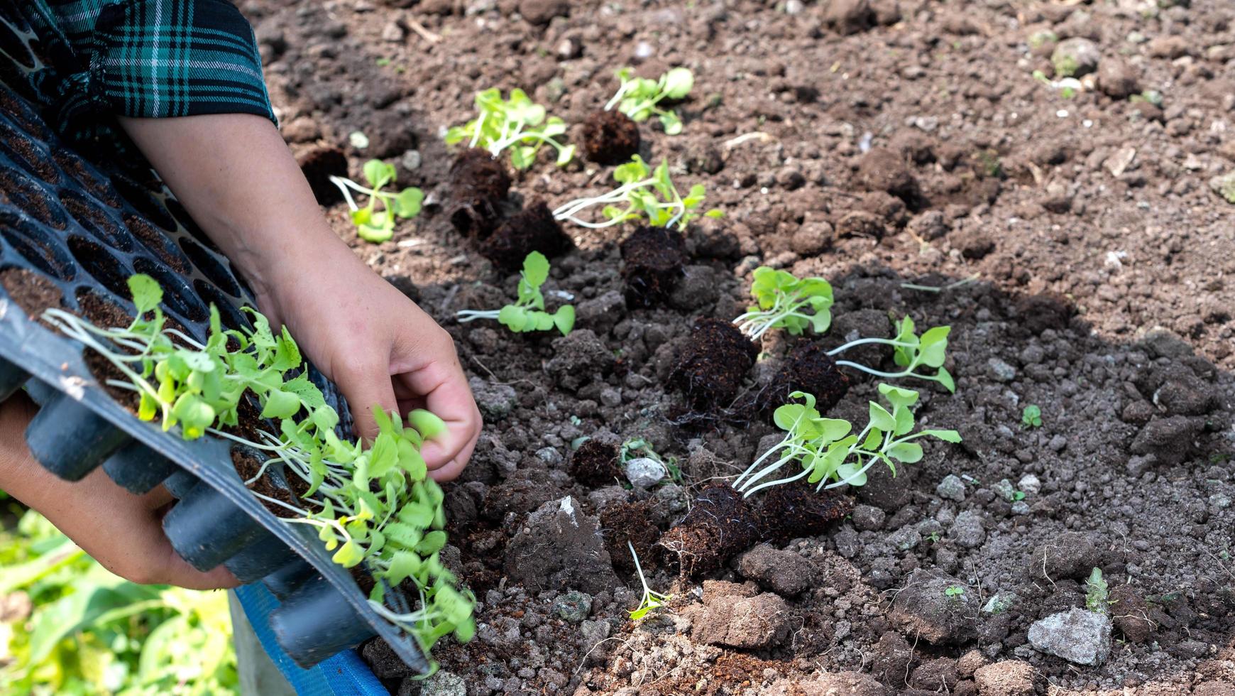 Close-up Farmer female hand planting sprout with the Green lettuce in fertile soil. photo