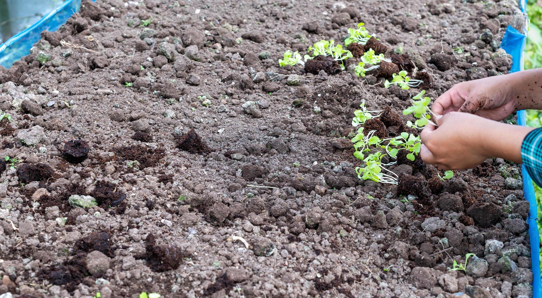 Close-up Farmer female hand planting sprout with the Green lettuce in fertile soil. photo