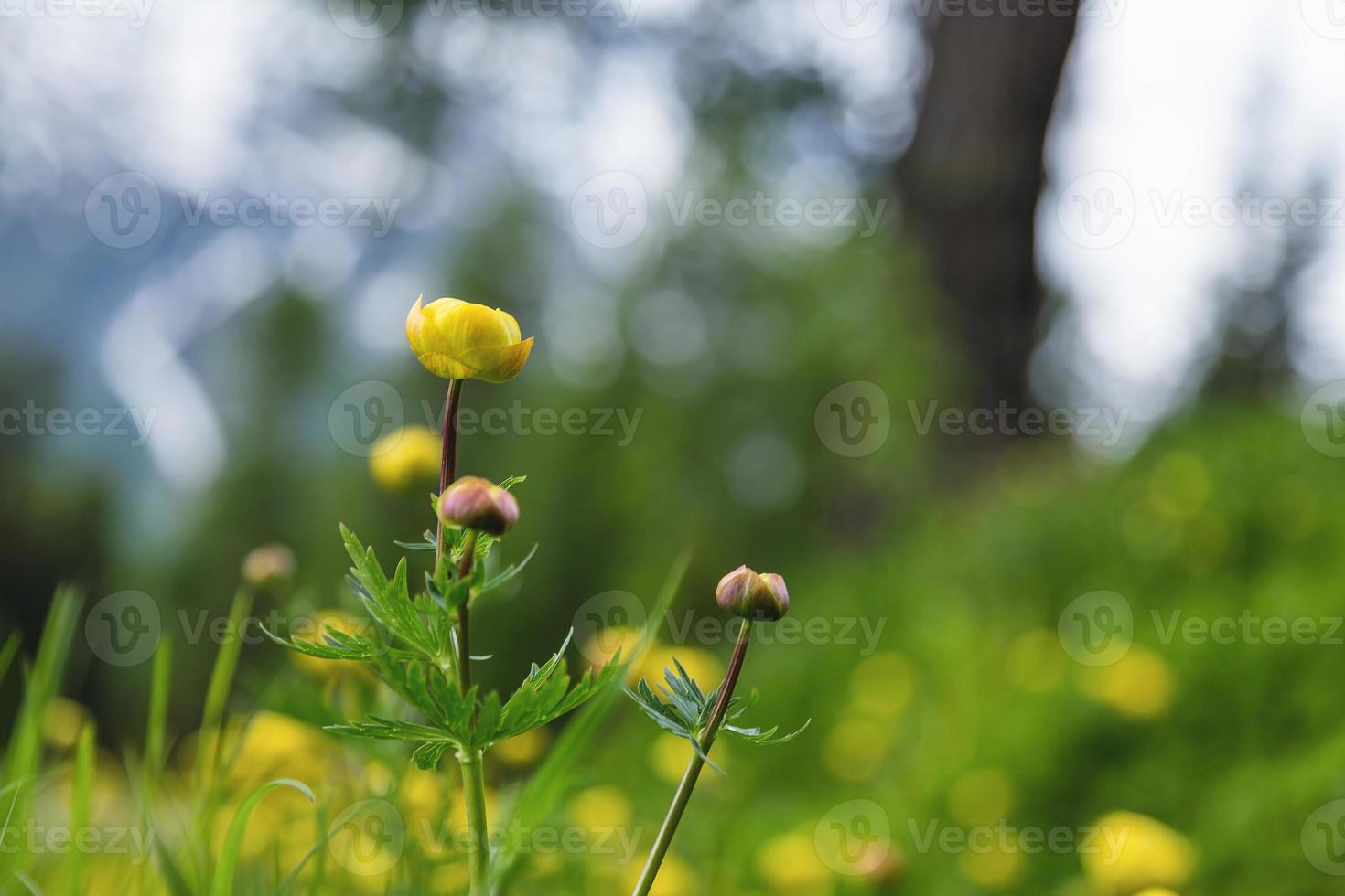 Spring wild yellow flowers in Switzerland photo