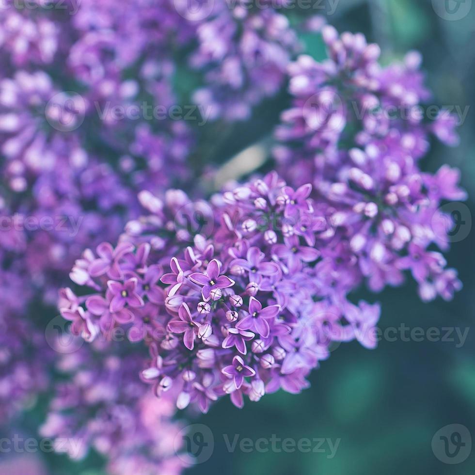 Blooming violet lilac branch background photo