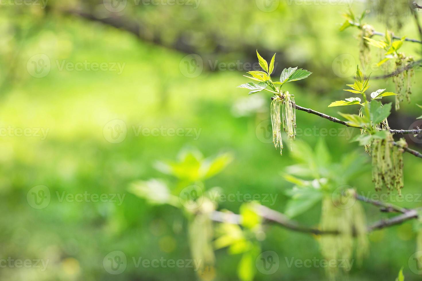 Blooming fraxinus or ash tree branch photo