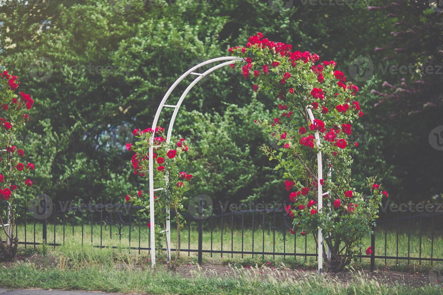 rojo alpinismo rosas en arco floreciente en jardín foto