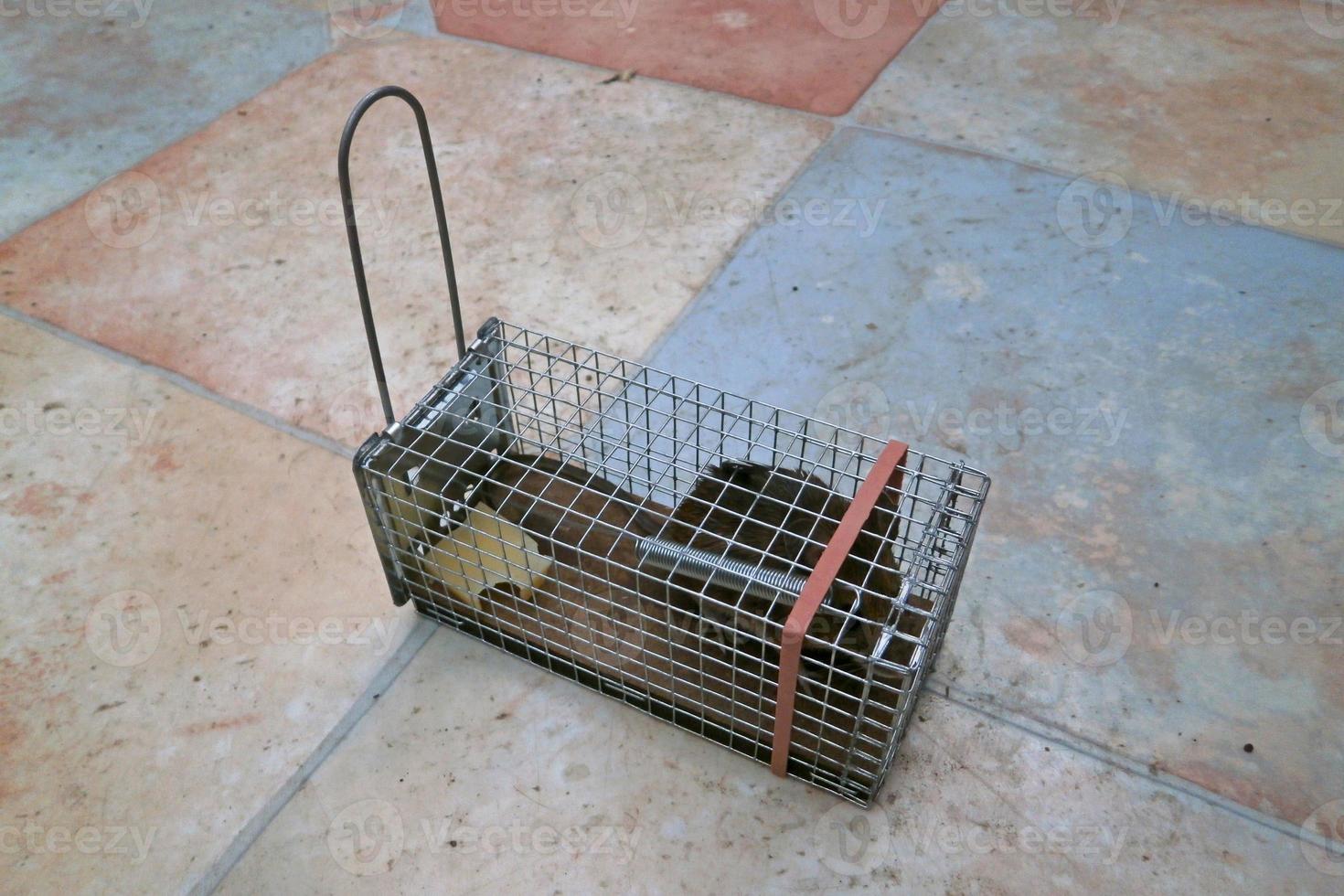 Mouse trapped into a mousetrap photo