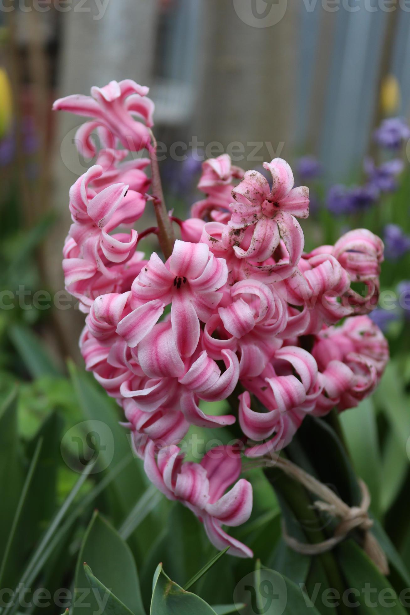 A bouquet of pink hyacinth in a local man's garden 22977879 Stock Photo