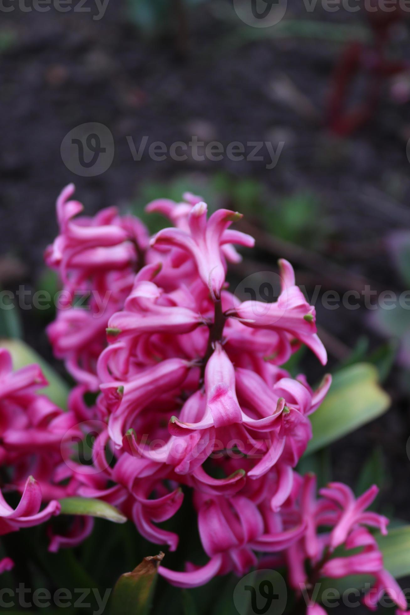 A bouquet of pink hyacinth in a local man's garden 22977882 Stock Photo