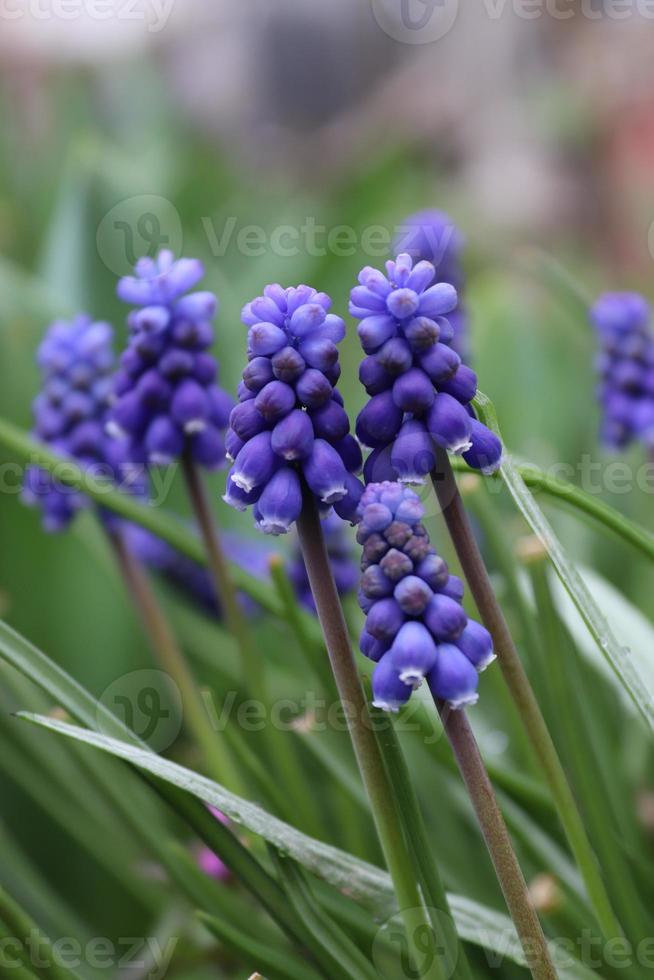A bouquet of small grape hyacinths found in a local environment photo