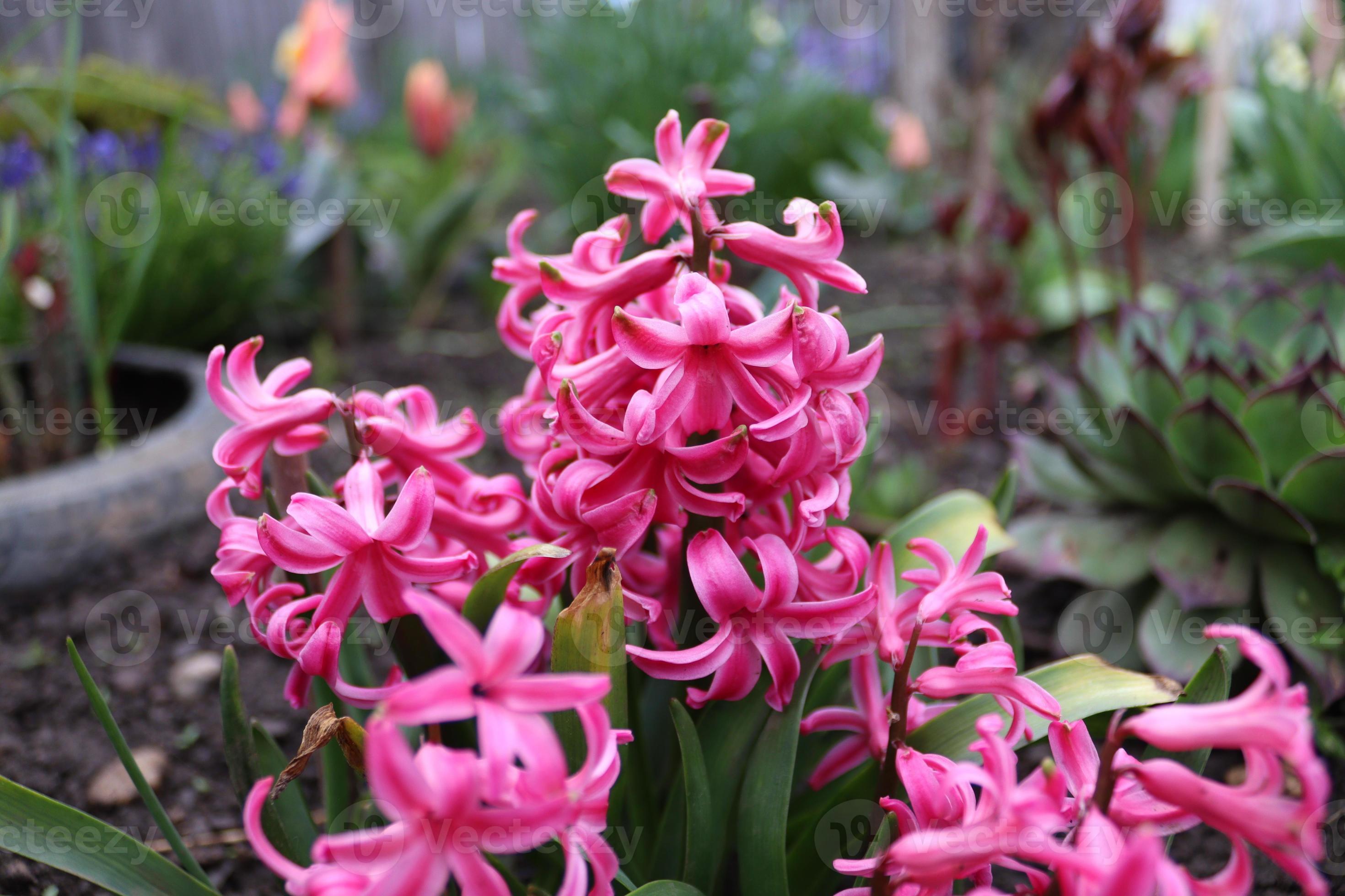 A bouquet of pink hyacinth in a local man's garden 22977894 Stock Photo