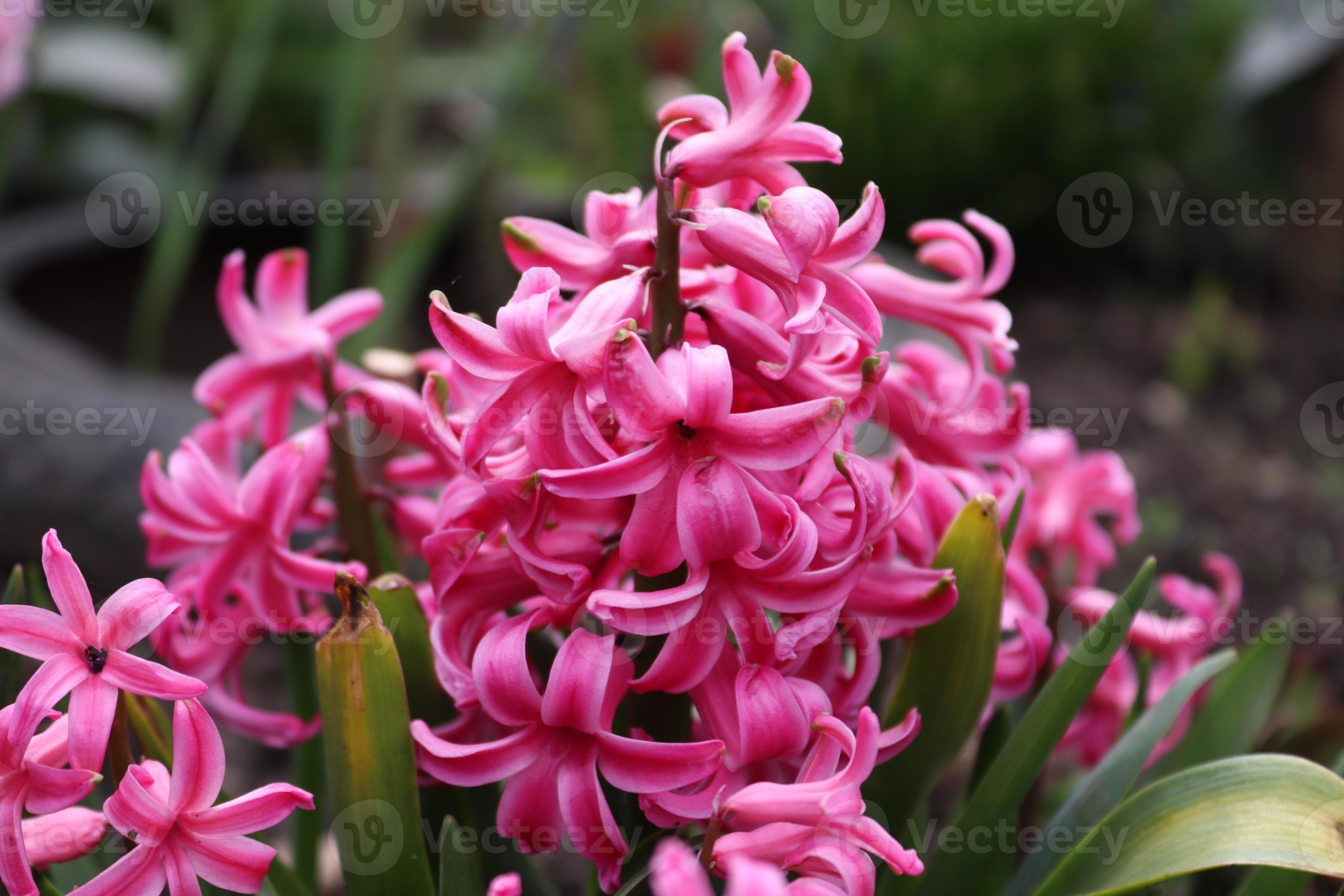 A bouquet of pink hyacinth in a local man's garden 22977909 Stock Photo