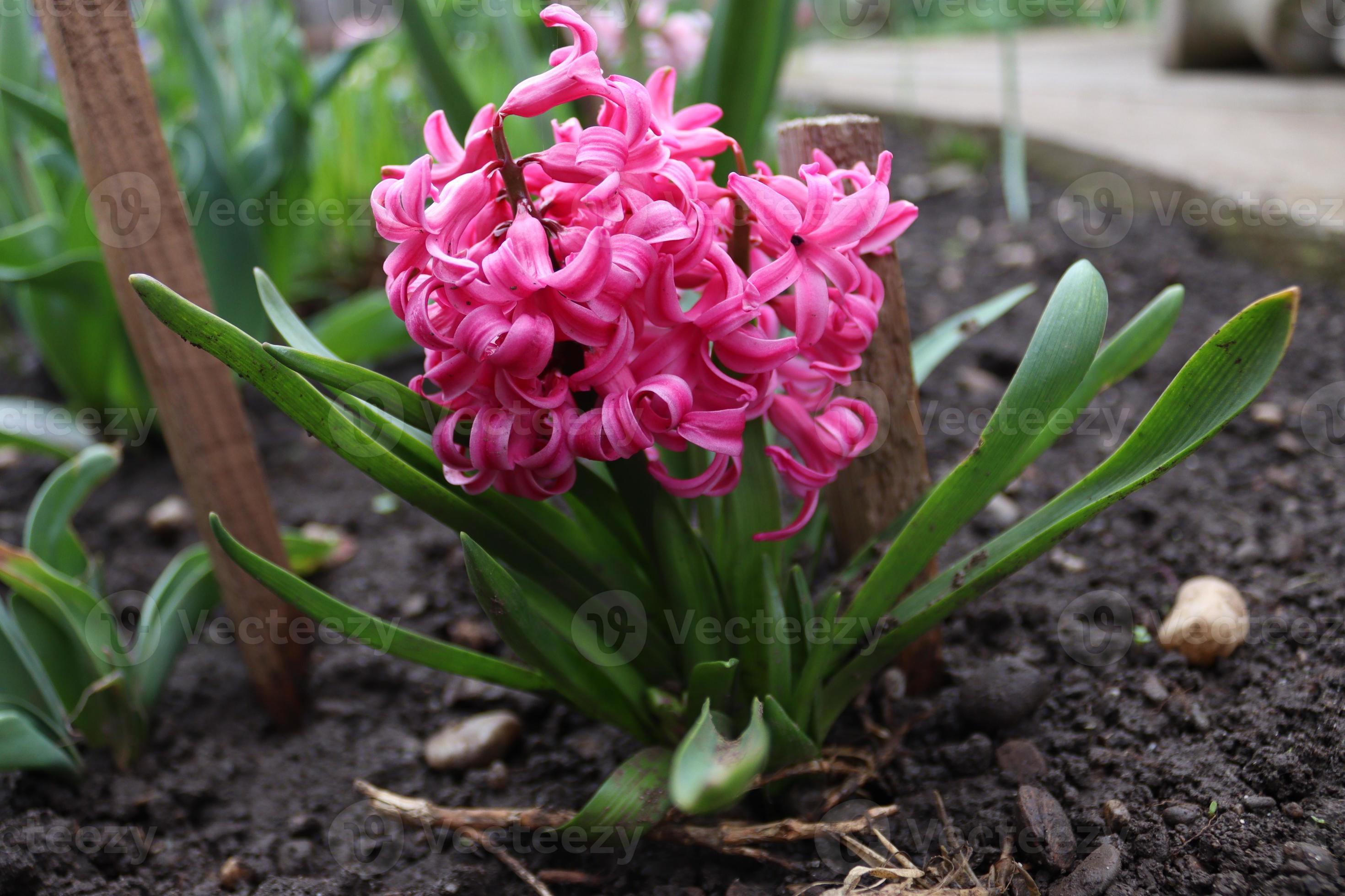 A bouquet of pink hyacinth in a local man's garden 22977910 Stock Photo