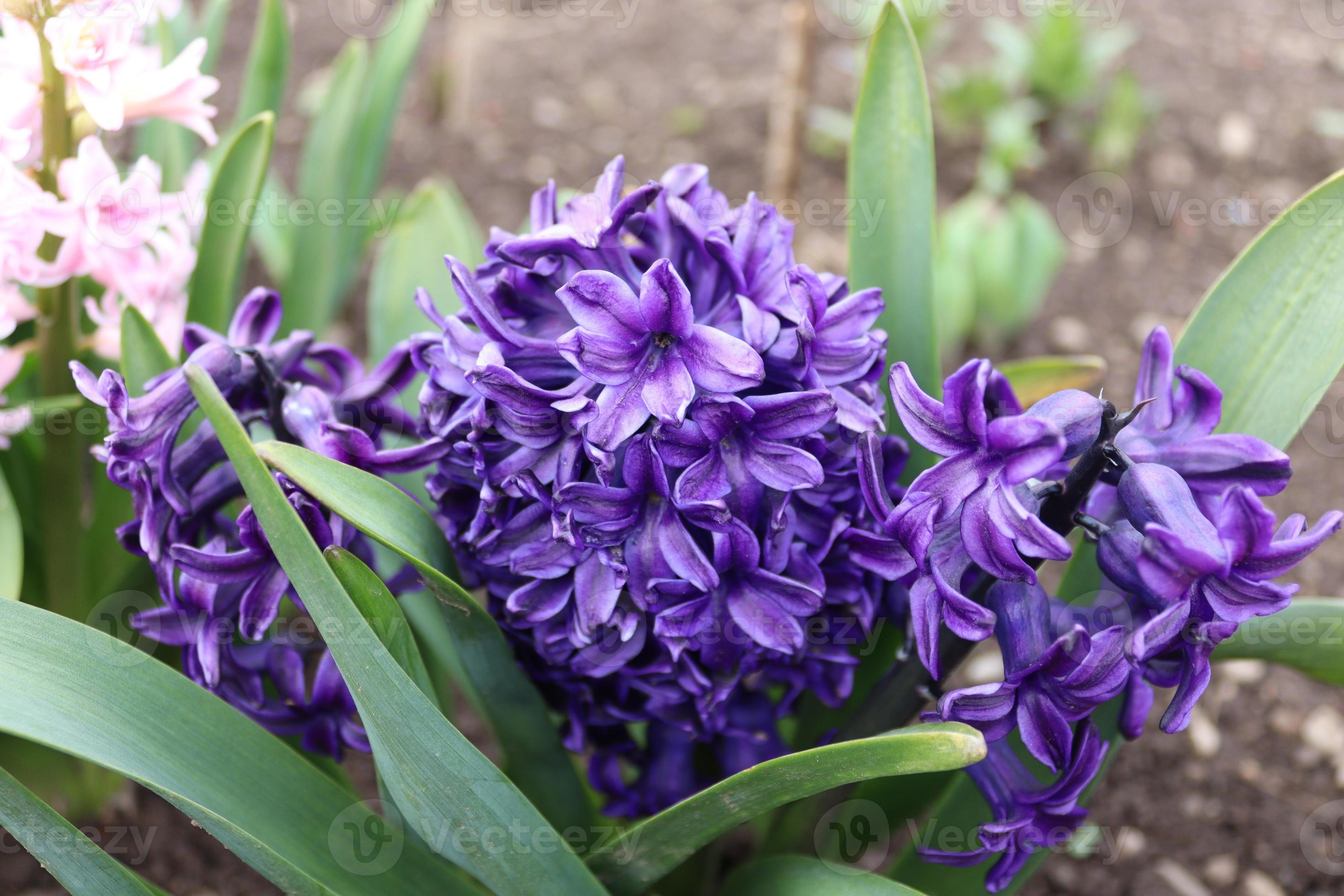 A bouquet of blue hyacinth in a local man's garden 22977911 Stock Photo