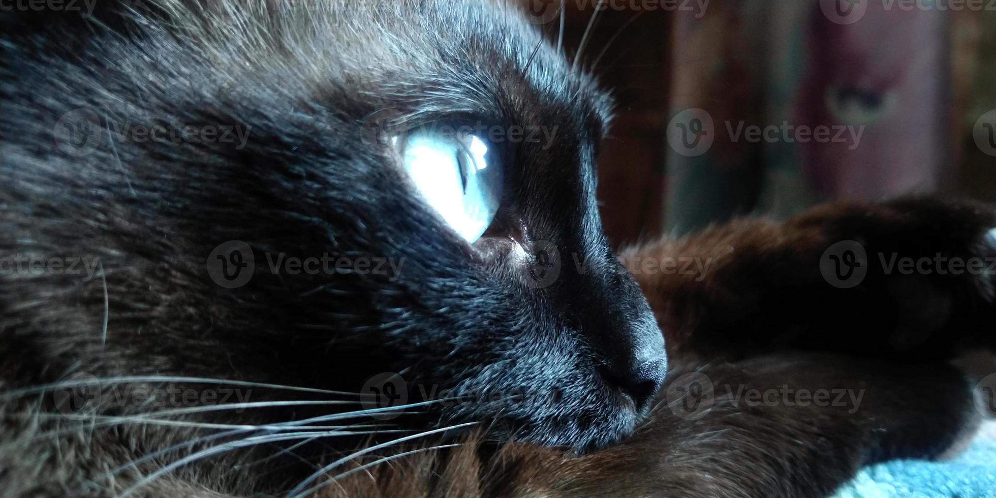 Siamese cat looks out the window. Closeup picture. photo