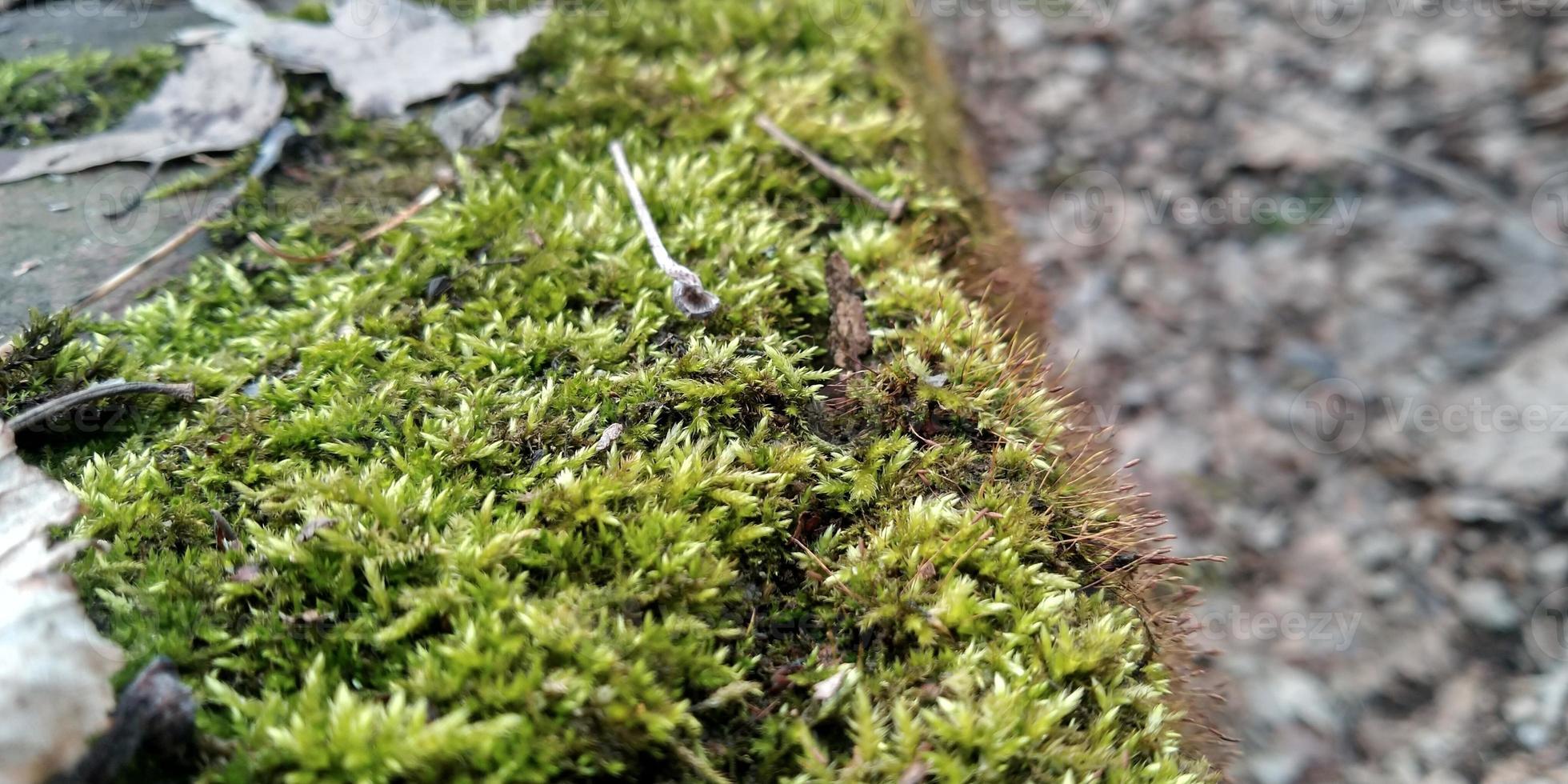 Blurred moss background. Green moss on the ground. Old tree and young grass. Spring nature. photo