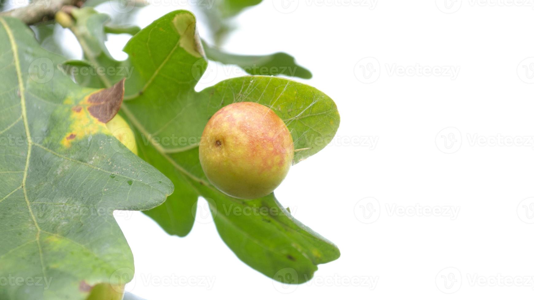 Acorn on the branch. Close up picture with selective focus. Nature background. photo