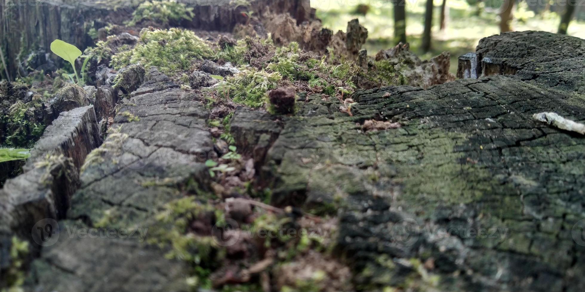 Green moss on the ground. Old tree and young grass. Spring nature. photo