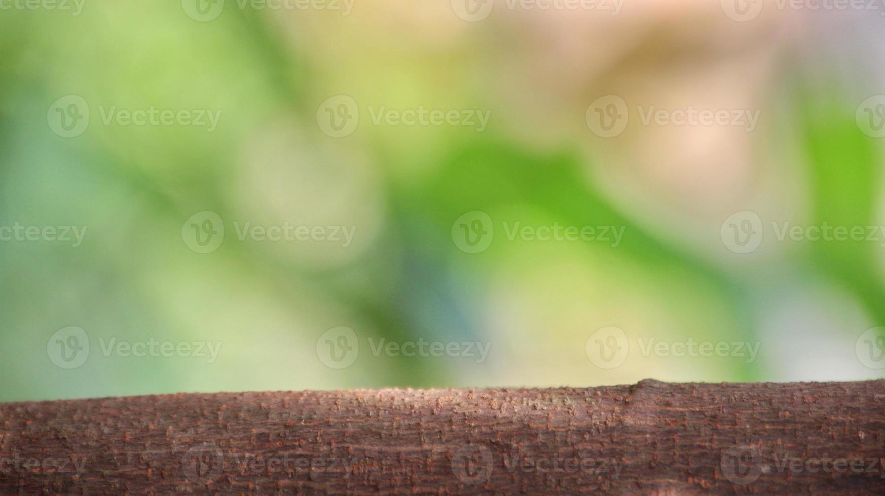 Blurred green garden background. can be used product display. photo