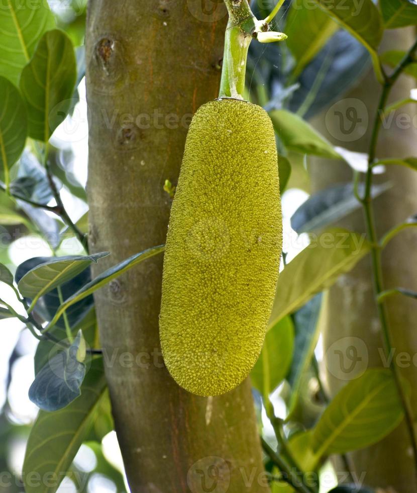 Amidst lush foliage, a green jackfruit hangs from a tree, promising a delicious meal photo