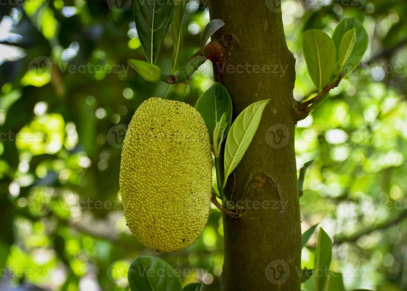 Green jackfruit hanging from a tree, promising a delicious, savory meal when fully ripe photo