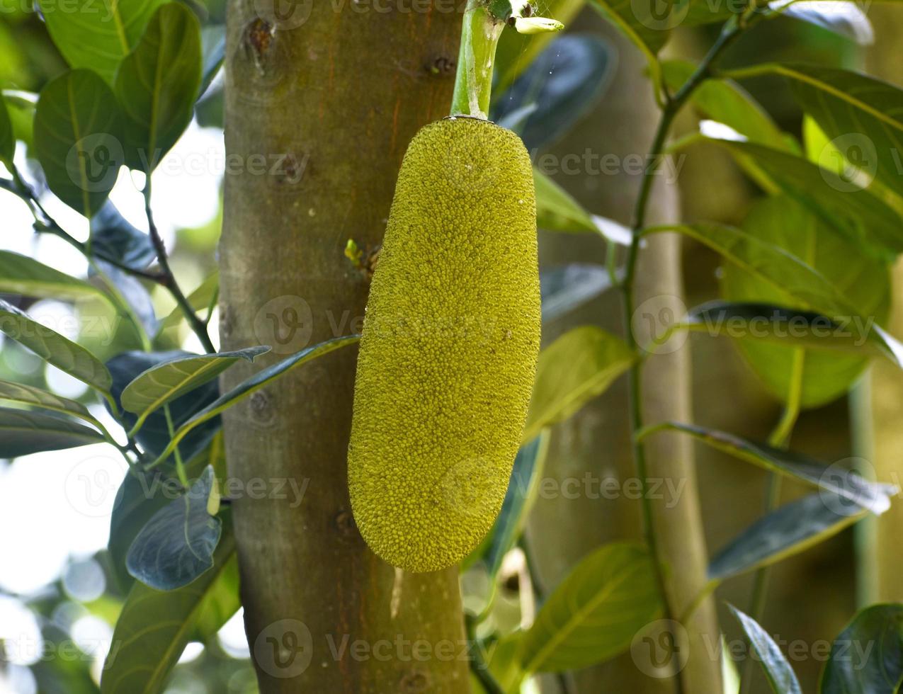 Green jackfruit hanging from a tree, promising a delicious, savory meal when fully ripe photo