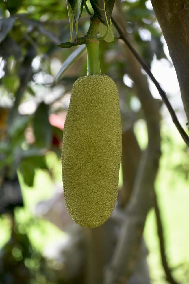 Amidst lush foliage, a green jackfruit hangs from a tree, promising a delicious meal photo