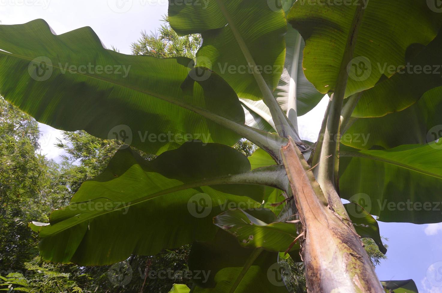 View of banana trees in the garden during a sunny day photo